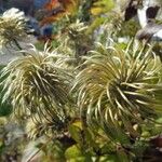 Clematis tangutica Frucht