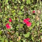 Salvia microphylla Кветка