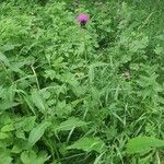 Cirsium rivulare Libunga