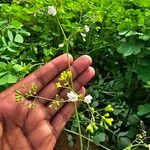 Boerhavia erecta Blüte