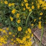 Engelmannia peristenia Flower