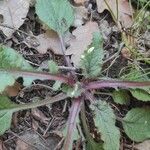 Salvia lyrata Leaf