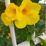 Allamanda catharticaFlower