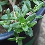 Thymus vulgaris Leaf