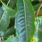 Castanea crenata叶