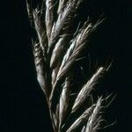 Bromus lanceolatus 果実