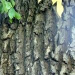 Gymnocladus dioicus Bark