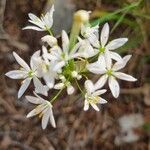 Allium subhirsutumFloro