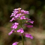 Iberis atlantica Blüte