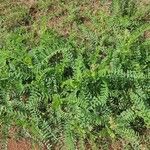 Astragalus atropilosulus Leaf