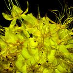 Eremurus stenophyllus Flower