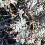 Achillea maritima Fulla