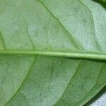 Anemopaegma chrysoleucum Fuelha