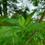 Phytolacca esculenta Hoja