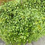 Muehlenbeckia complexa葉