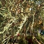 Juniperus flaccida Лист