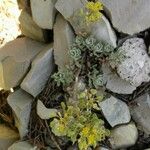 Alyssum cuneifolium Feuille