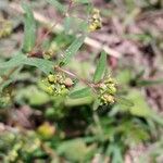 Euphorbia hyssopifolia फूल