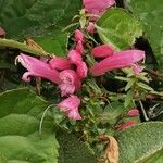 Lamourouxia virgata Flor