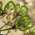 Iberis pinnata Fruit