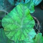 Begonia handelii Leaf