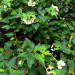 Begonia cubensis Feuille