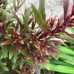 Gaura lindheimeri Blatt