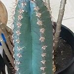 Cereus hildmannianus Liść