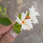 Nyctanthes arbor-tristis Flower