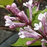 Syringa pubescens Kukka