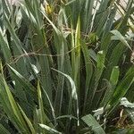 Calamagrostis pseudophragmites Hoja