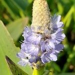 Pontederia cordata Blomma