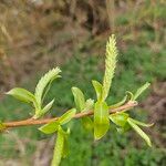 Salix triandra Õis
