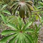 Cecropia obtusifolia Leaf