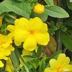 Jasminum fruticans Цветок