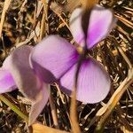 Vigna frutescens Blüte
