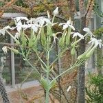 Kalanchoe marmorata Habit