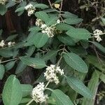 Lippia origanoides Ліст