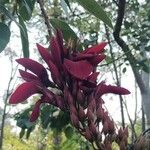 Erythrina fusca Çiçek