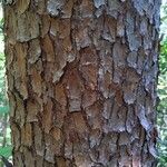 Pinus echinata Corteza