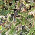Ribes hirtellum Hoja