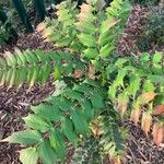 Berberis japonica Leaf