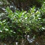 Calophyllum brasiliense List