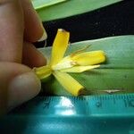 Maxillaria confusa Otro