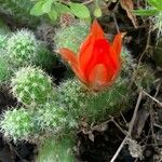 Echinocereus coccineus Leaf