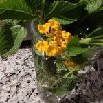 Lantana camaraᱵᱟᱦᱟ