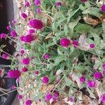 Gomphrena globosa Folha