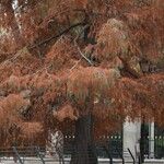 Taxodium distichum Лист