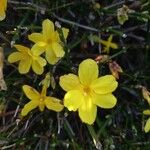 Jasminum nudiflorum Flower