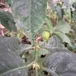 Coffea canephora Fruit